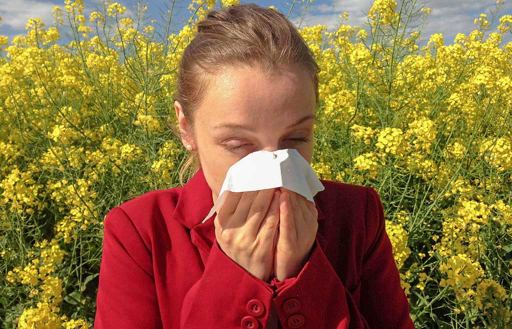 Амброзия: когда цветет, как выглядит и лечение аллергии