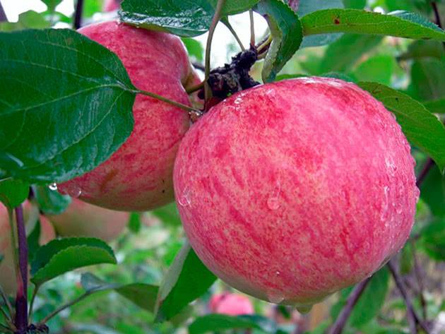 Как вырастить яблоню?
