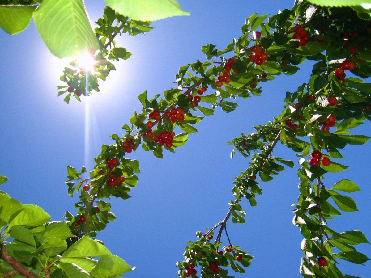 Подкормка вишни: основные удобрения и правила их внесения