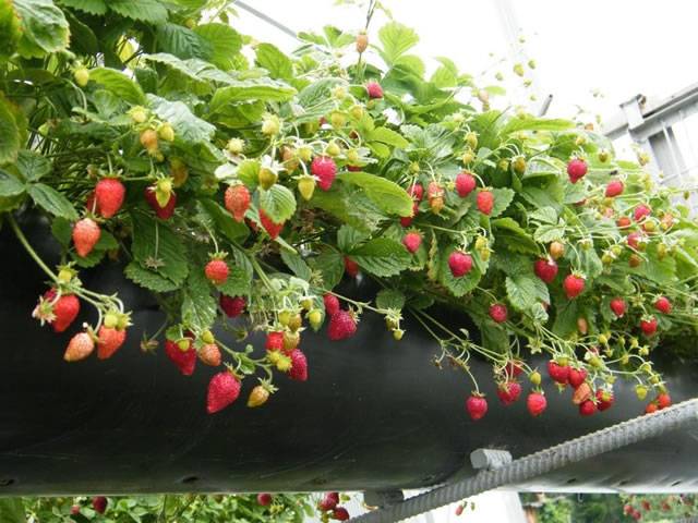 Земляника али-баба: выращиваем душистую ягоду в саду