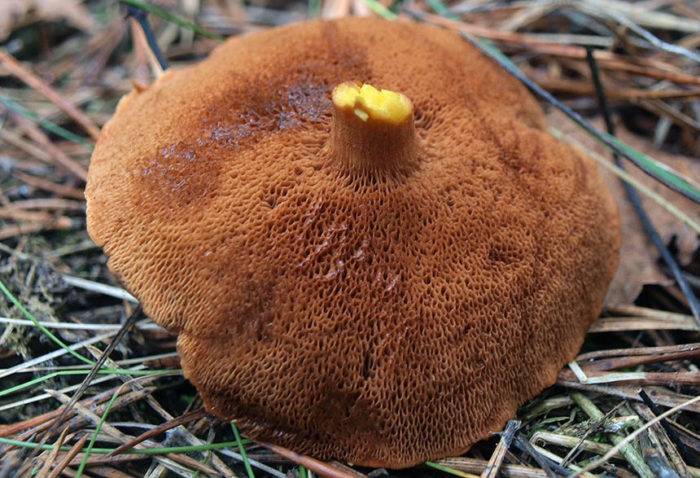 Шляпочные грибы. характеристика, жизнедеятельность, особенности строения