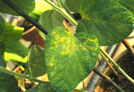 Причины возникновения хлороза растений и способы его лечения