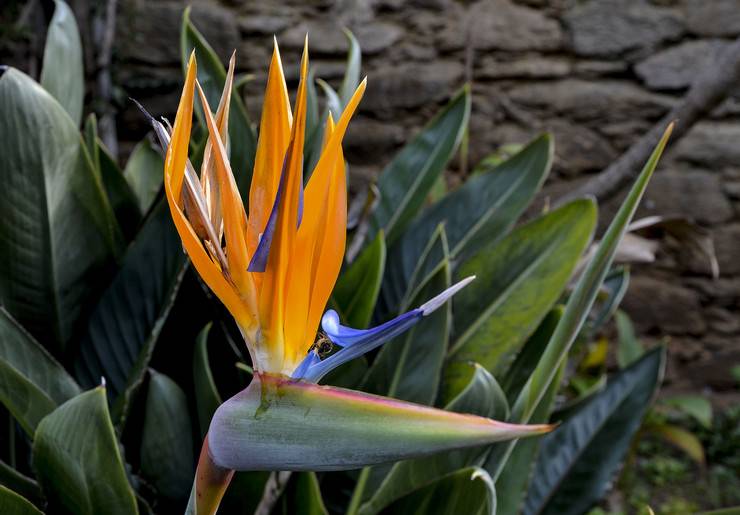 Стрелиция (strelitzia): уход, выращивание и виды на фото
