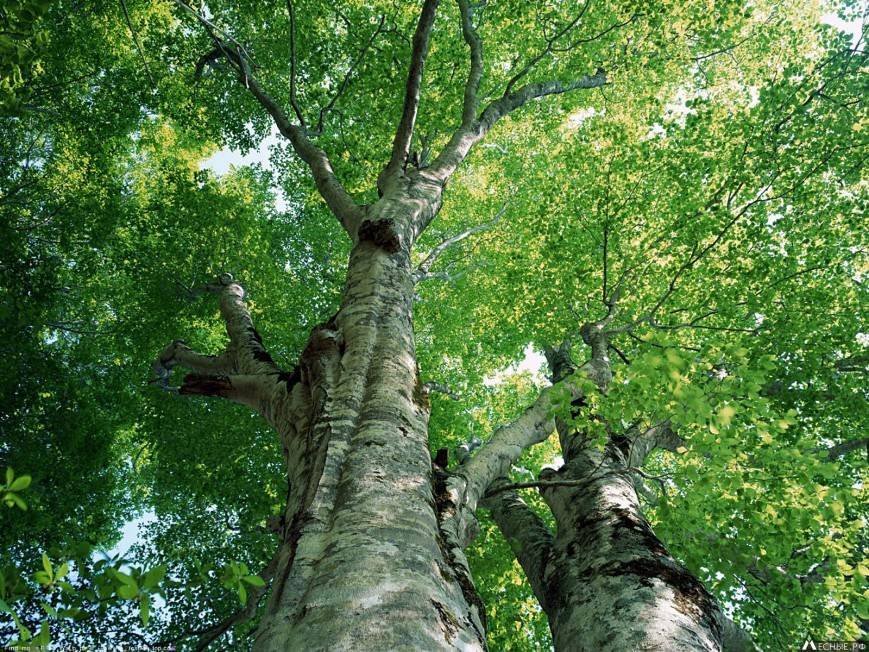 Украшение леса – величественное дерево бук