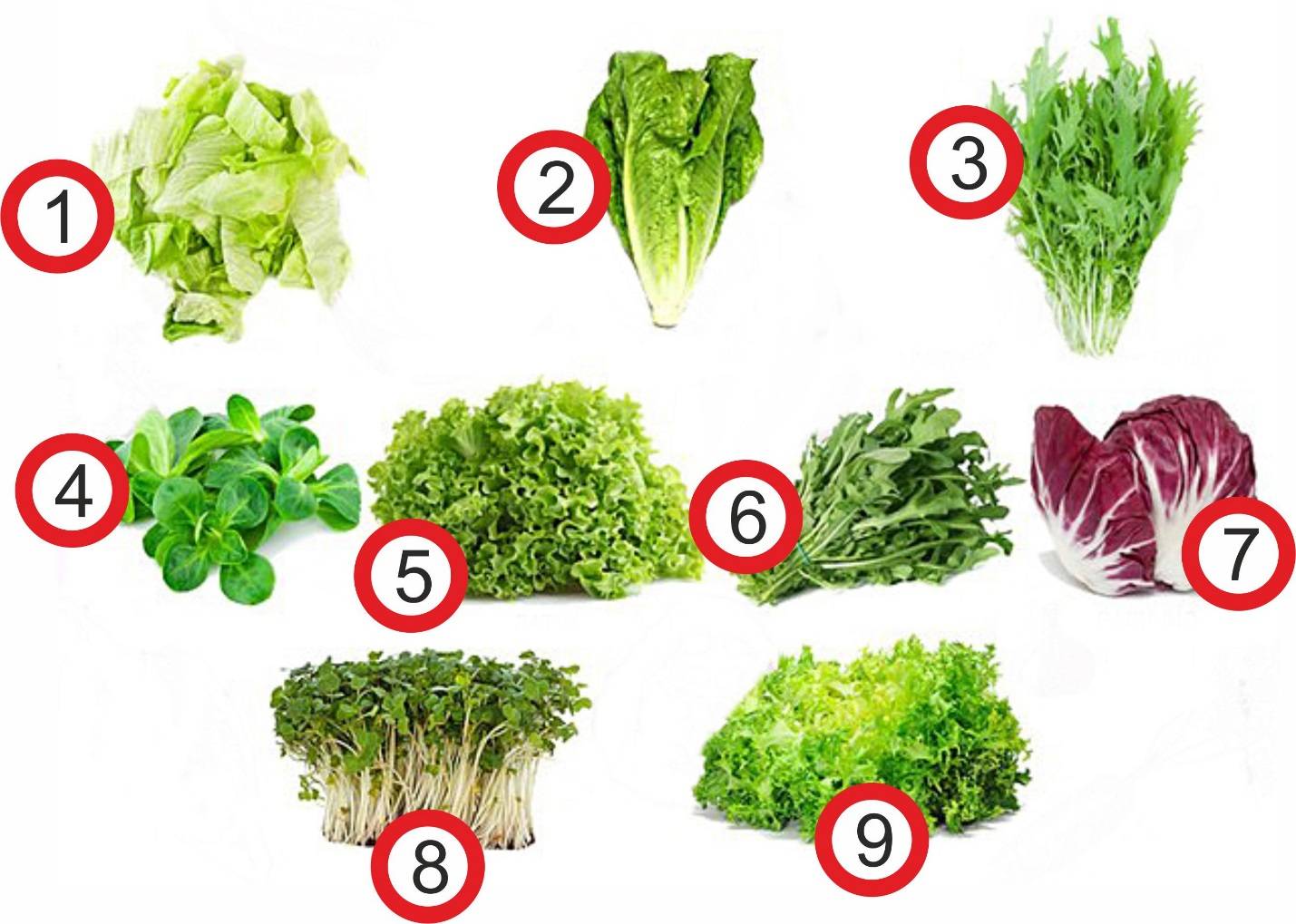 Кресс-салат на подоконнике: как выращивать эффективно