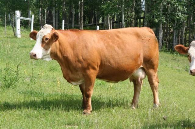 Все о карликовых коровах: происхождение, обзор пород, достоинства и недостатки