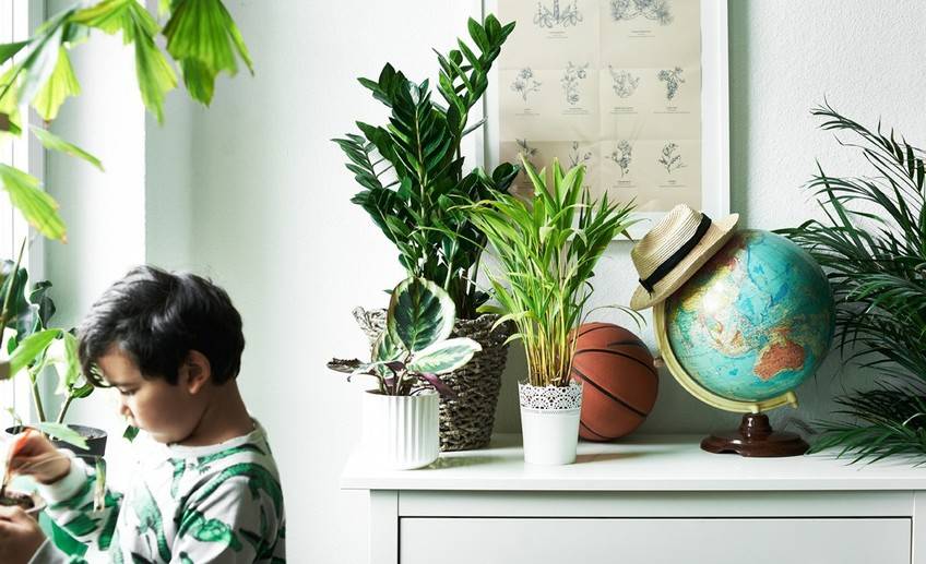 Самые полезные комнатные растения для детской