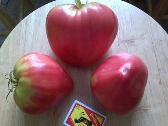 Есть чему удивиться – сорт томата «бычье сердце»: фото, описание и основные характеристики помидора-гиганта