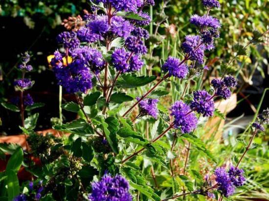 Как выбрать лучшие растения для рокария на даче: фото удачных компаньонов