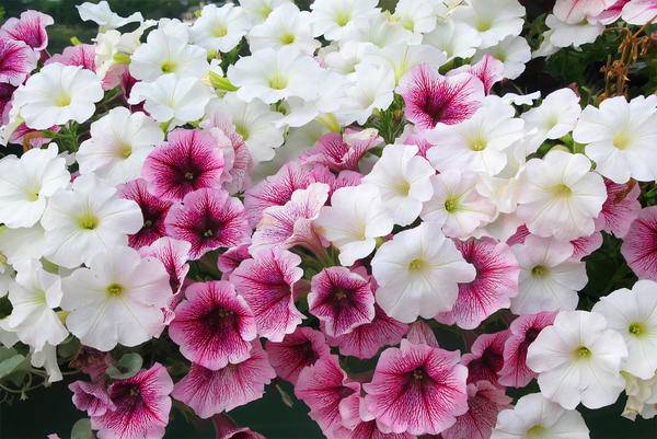 Садовый цветок петуния: многолетний или нет? как ухаживать за растением?