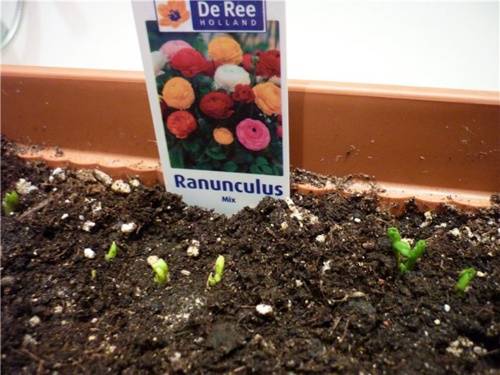 Ранункулюс: выращивание из семян и клубней