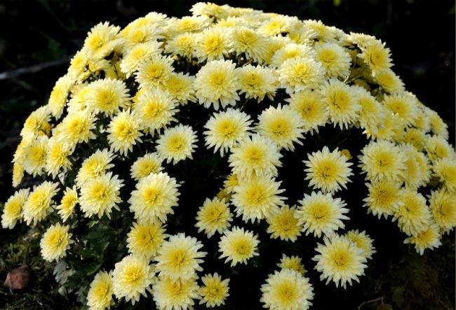 Хризантема мультифлора (шаровидная) — выращивание и размножение