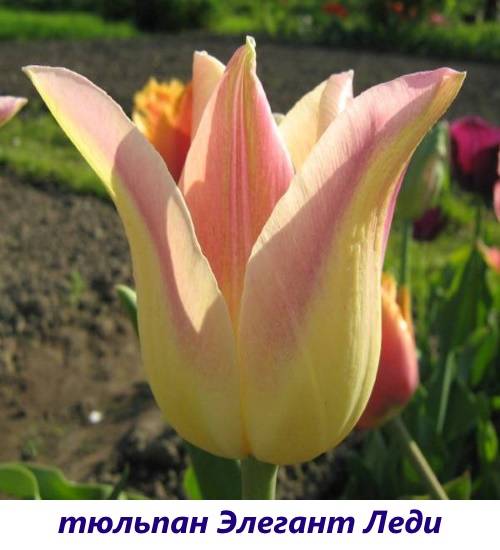 Классификация тюльпанов: классы, виды и лучшие сорта
