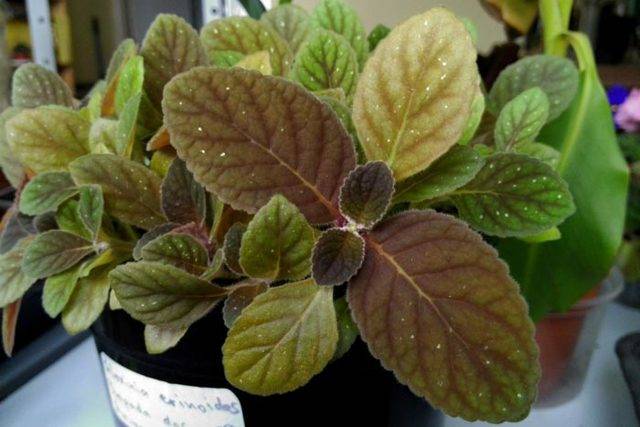 Размножение глоксинии: листом, черенками и цветоносом в домашних условиях
