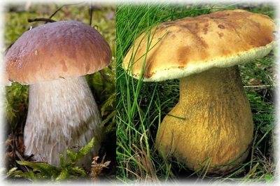 Список съедобных грибов украины и места их произрастания