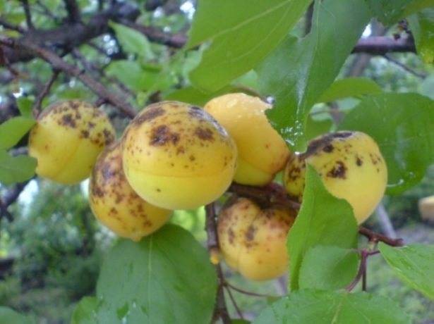 Болезни абрикосовых деревьев и их лечение — монилиоз, камедетечение, клястероспориоз, видео