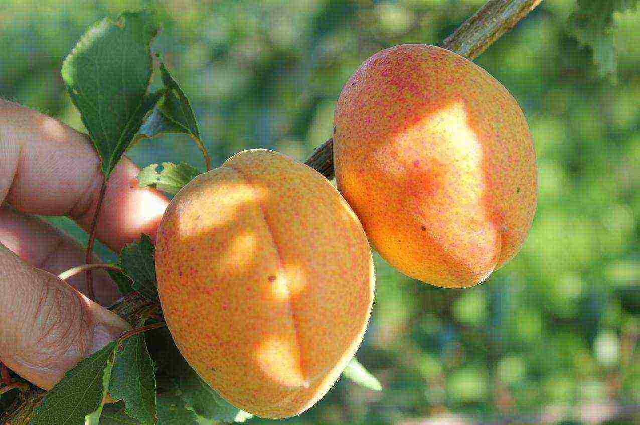 Болезни абрикосовых деревьев и их лечение – фото и описание признаков
