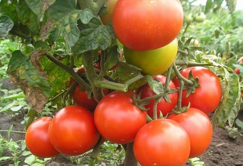 Почему выращивание томатов по методу маслова вновь становится популярным