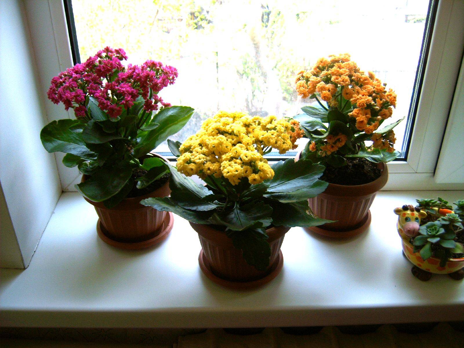 Правильный уход за каланхоэ цветущим в домашних условиях