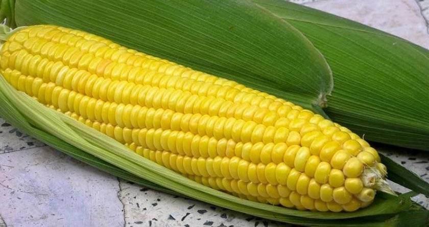 Время сбора урожая кукурузы по регионам россии