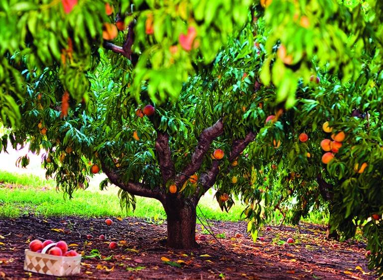 Как, когда и чем обрезают персиковое дерево?