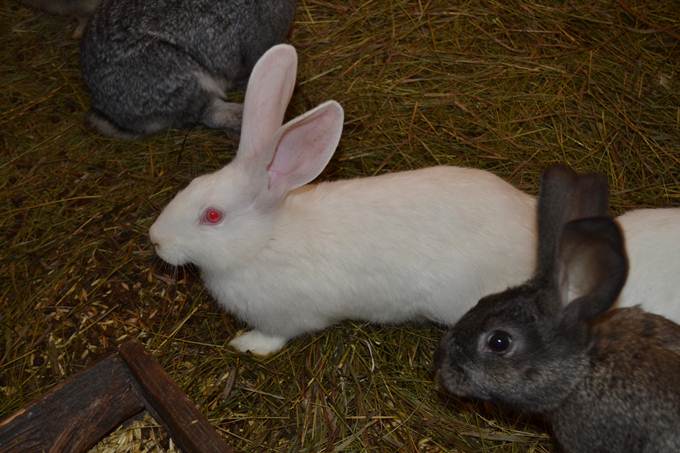 Как разводить кроликов в яме: технология и особенности