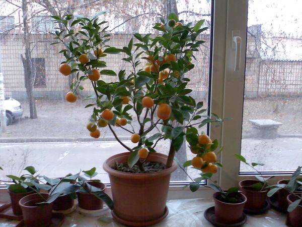 Цитрусовые в доме: лимон, мандарин, апельсин