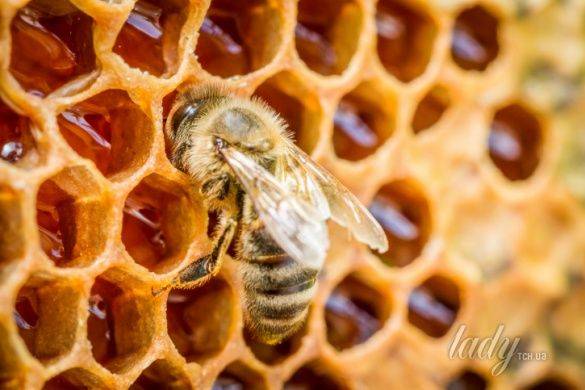Выбираем самый полезный мед из множества видов