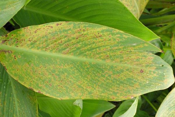 Болезни настурции — почему желтеют листья
