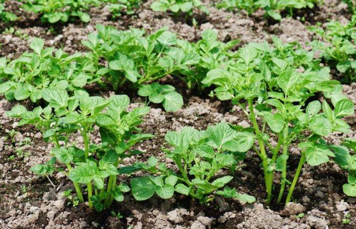 Огород для ленивых — сажаем и выращиваем картофель по траве, не вскапывая, не пропалывая