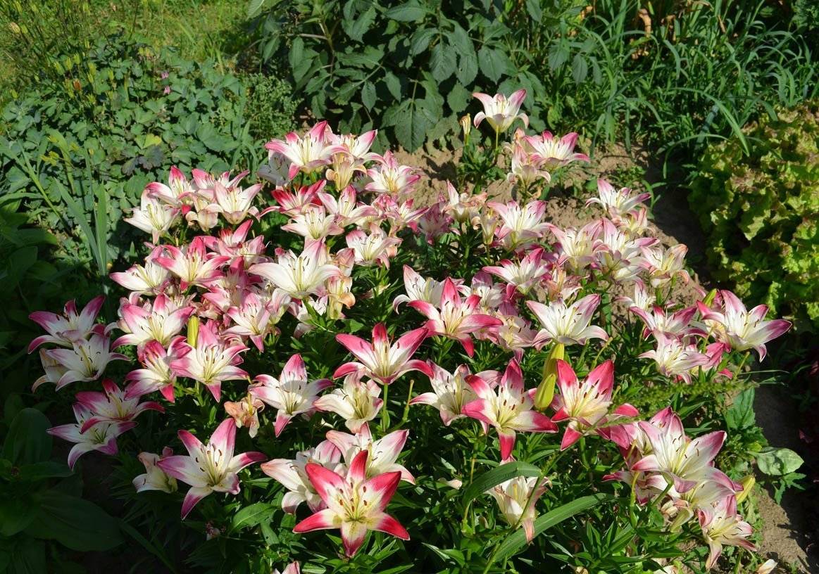 Лилии в саду: особенности посадки и ухода