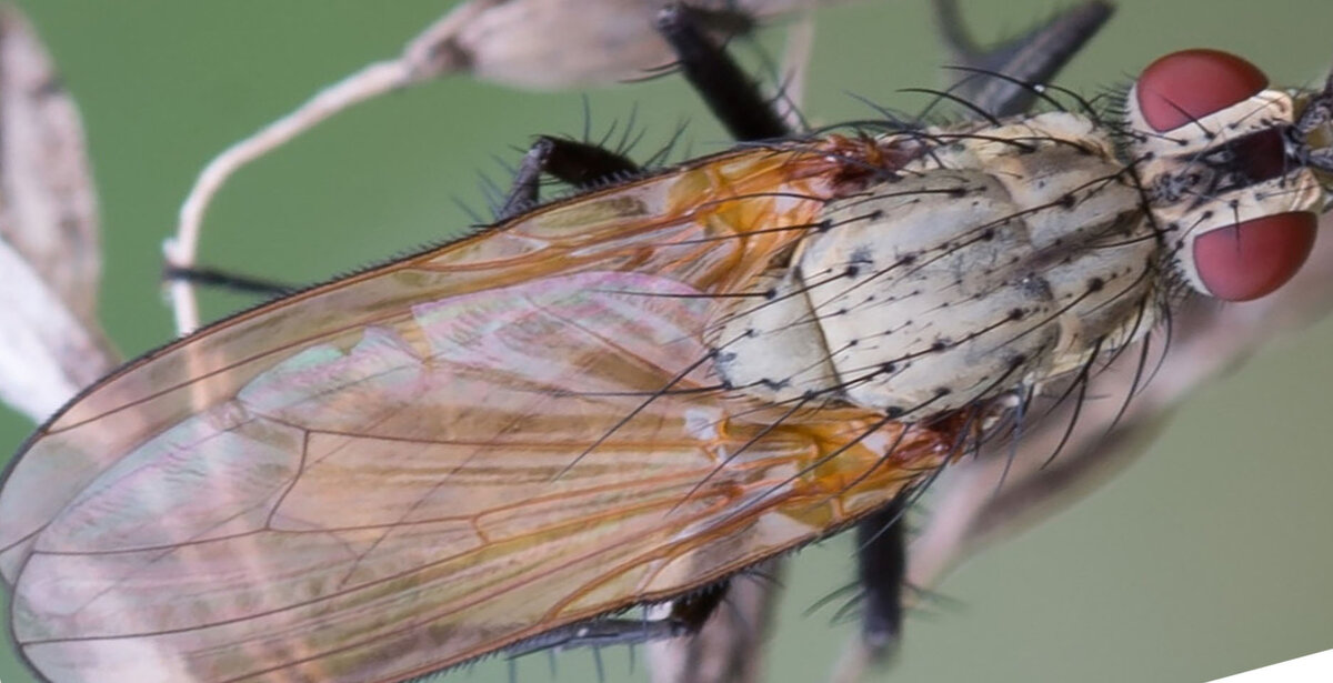 Как бороться с луковой мухой и ее личинками
