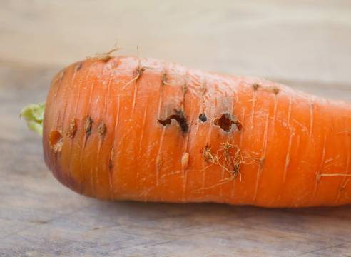 Опасные болезни и вредители моркови