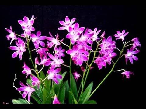 Уход за орхидеей дендробиум, разновидности, размножение