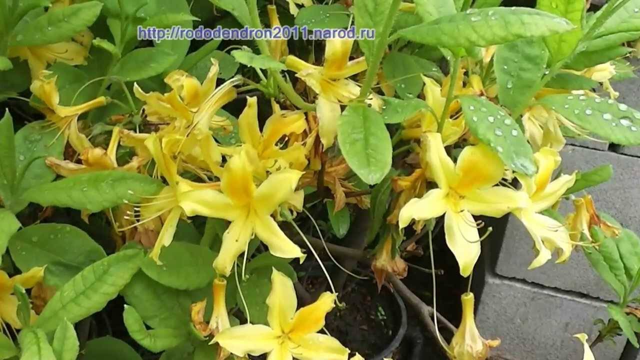 Комнатные цветы азалия: как размножить и пересадить в домашних условиях?