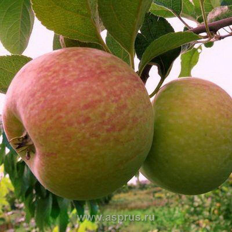 Сорта яблонь для ленинградской области