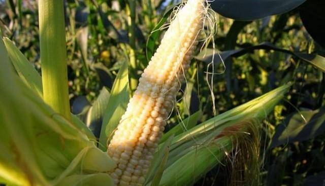 Интенсивная технология выращивания кукурузы на зерно