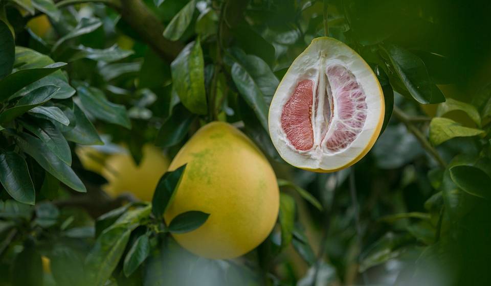 Почему лимон самый полезный цитрусовые фрукт?