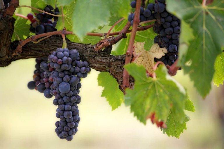 Как приготовить виноградный уксус?