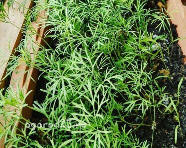 Выращиваем базилик на подоконнике: как посадить семенами и черенками