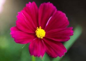 Цветы космея – лучшие растения для начинающего цветовода