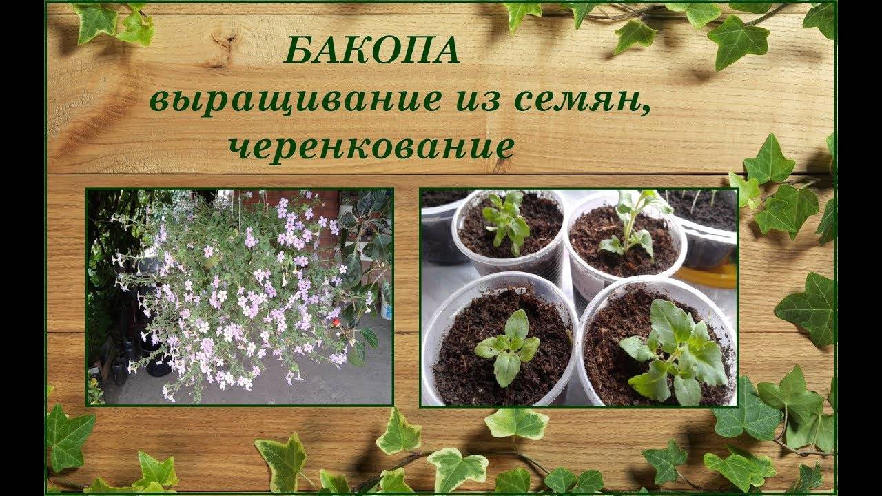 Бакопа: уход и выращивание из семян, сохранение зимой