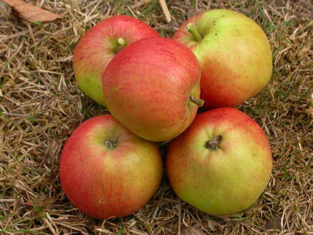 Яблоня уэлси – 8 особенностей и 10 советов по посадке и уходу