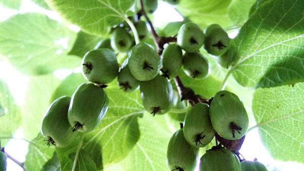 Актинидия доктор шимановский – морозостойкий сорт с декоративной листвой