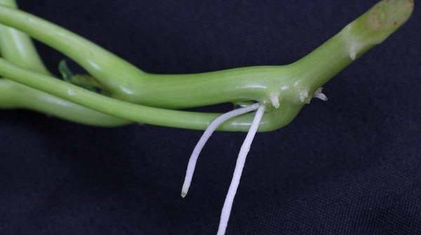 Настурция: посадка и уход, фото, секреты выращивания, когда сеять семена в грунт и на рассаду, болезни и вредители