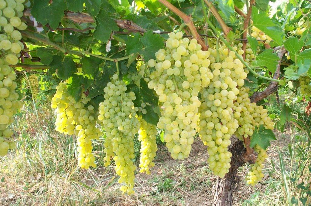 Азофоска: применение для подкормки винограда