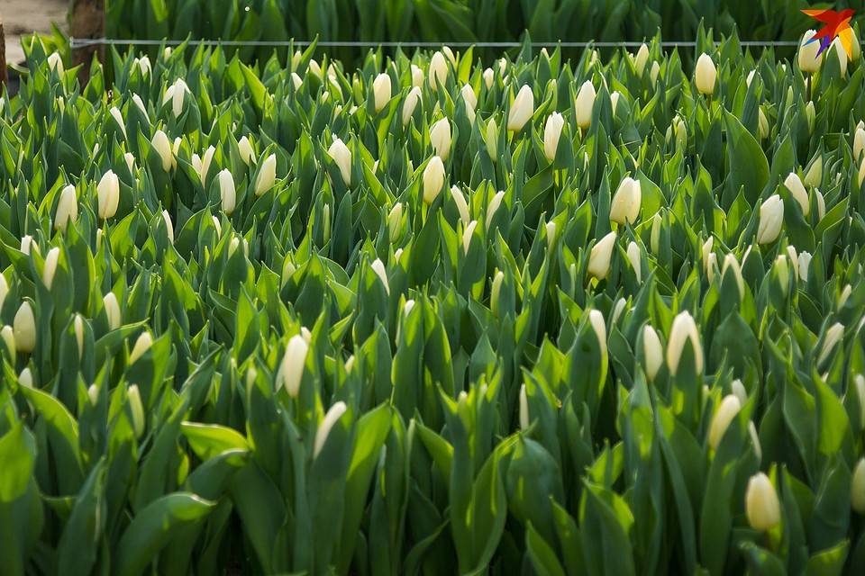 Выращивание тюльпанов в теплице: обзор технологии