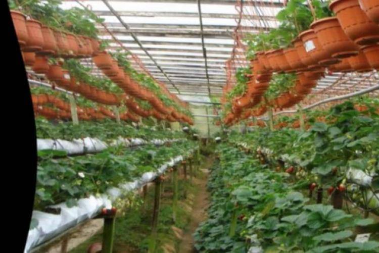 Технология выращивания клубники в теплице круглый год: посадка и уход
