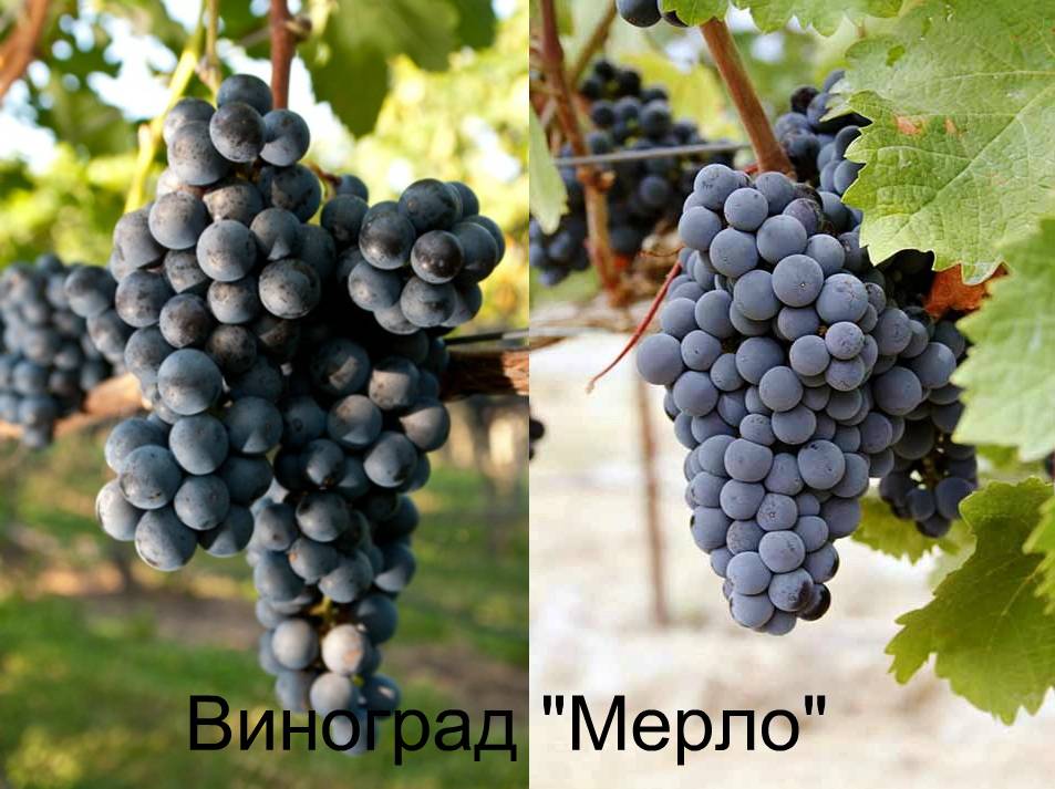 Какие сорта винограда можно посадить для изготовления вина