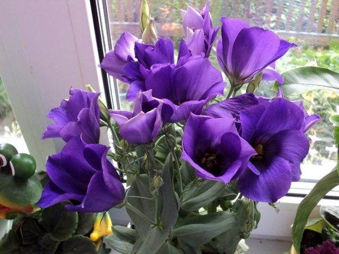 Цветок необычайной красоты – цикламен. выращивание и уход в домашних условиях, а также рекомендации садоводам
